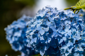 Hydrangea or hortensia blue flower
