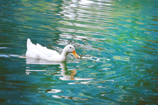 Duck on water