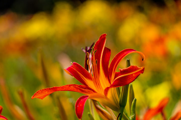Beautiful red and yellow day lily flower
