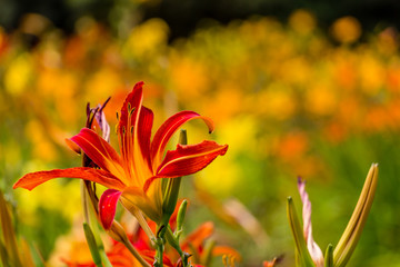 Fototapeta premium Beautiful red and yellow day lily flower 
