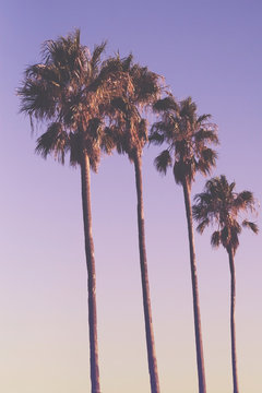 Row of four palm trees at sunset with purple sky