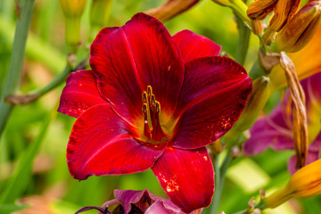 Beautiful red and yellow day lily flower
