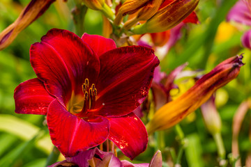 Beautiful red and yellow day lily flower
