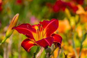 Beautiful red and yellow day lily flower
