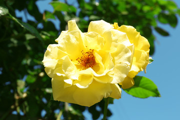 Beautiful bright rose in the garden