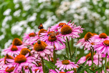 Flowers, bees and butterflies
