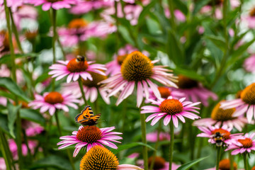 Flowers, bees and butterflies
