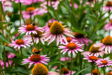 Flowers, bees and butterflies
