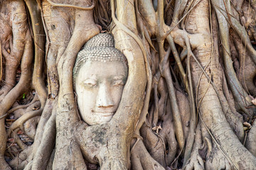 Head of sandstone buddha in tree root