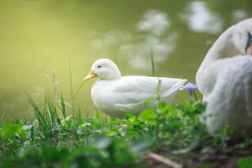 White Ducks
