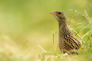 bird
