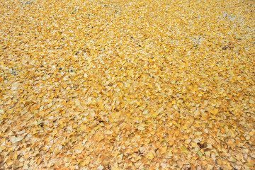 Many yellow ginkgo leafs on the ground
