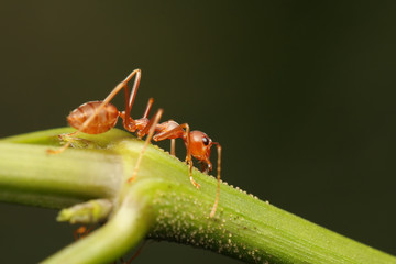 Ants walking on a branch.