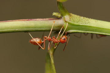 Ants walking on a branch.