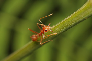 Ants walking on a branch.