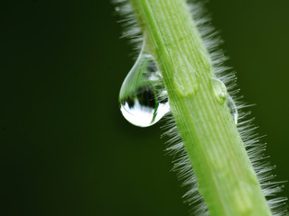 water drops on the green grass