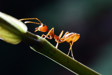Ants walking on a branch