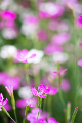 Fototapeta premium pink flowers
