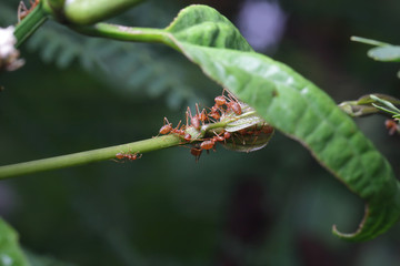 Ants walking on a branch