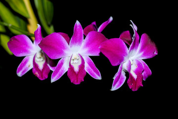 Orchid flower brench