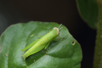 grasshopper perched on the leaf.