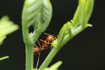 Ants walking on a branch
