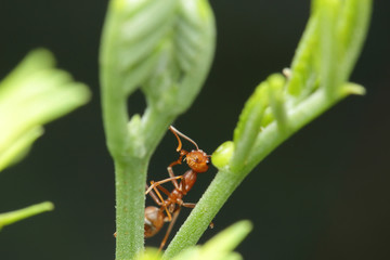 Ants walking on a branch