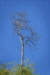 Dry brunch of tree with blue sky, Blur style.