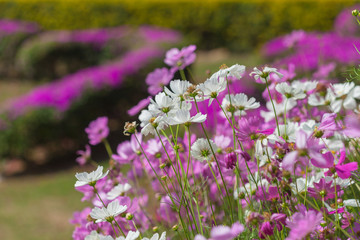 Pink cosmos in the garden.