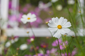 Pink cosmos in the garden.