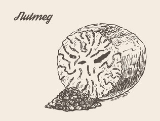 Nutmeg vintage vector illustration hand drawn