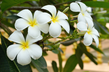 beautiful white frangipani flowers