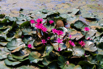 Lotus flowers in pond