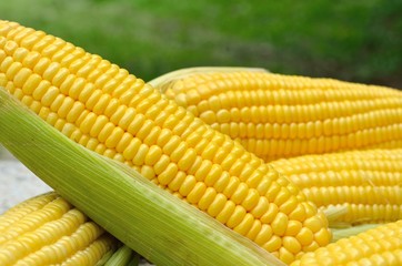 Fresh corn cob