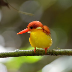 Bird (Rufous-backed Kingfisher),Thailand