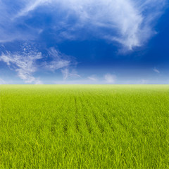 Obraz premium Green paddy rice field and blue sky.