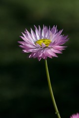 Pink Daisy Flower