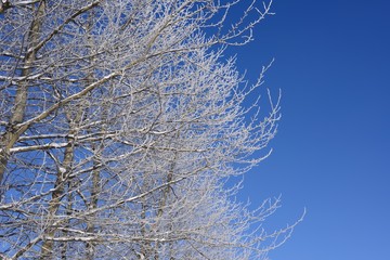 霧氷の張り付いた木々