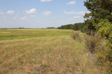 Obraz premium Beautiful summer landscape 8471