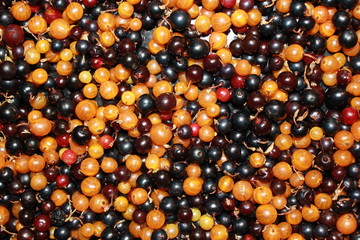 White or yellow, red, black currant 8522