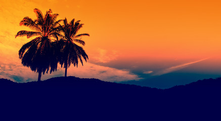 Fototapeta na wymiar palm tree in the evening sky