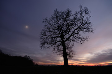 Fototapeta premium tree