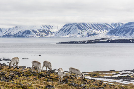 Svalbard reindeer (Rangifer tarandus) grazing on the tundra in Varsolbukta, Bellsund, Spitsbergen, Arctic