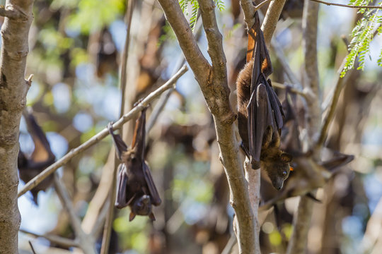A camp of little red flying foxes (Pteropus scapulatus) in the Ord River, Kimberley, Western Australia