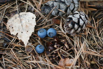 Голубика на земле