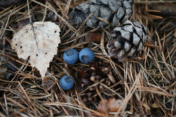 Голубика на земле