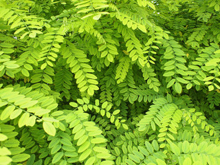 Small, pale, light green leaves