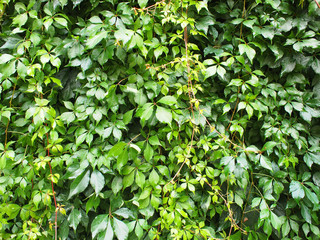 Green leaves after rain