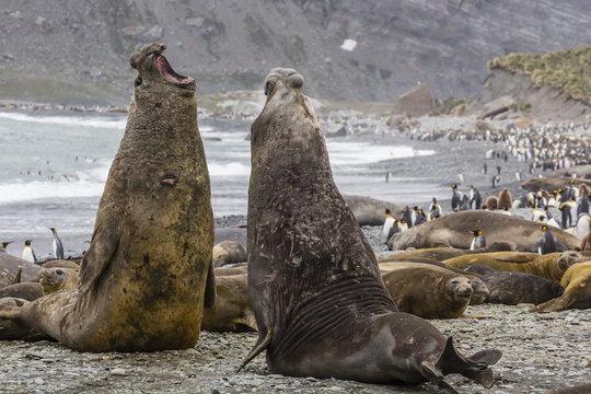 Southern elephant seal (Mirounga leonina) bulls fighting for territory for mating, Gold Harbour, South Georgia, UK Overseas Protectorate