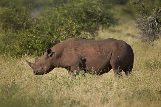 Black rhinoceros (hook-lipped rhinoceros) (Diceros bicornis), Kruger National Park 